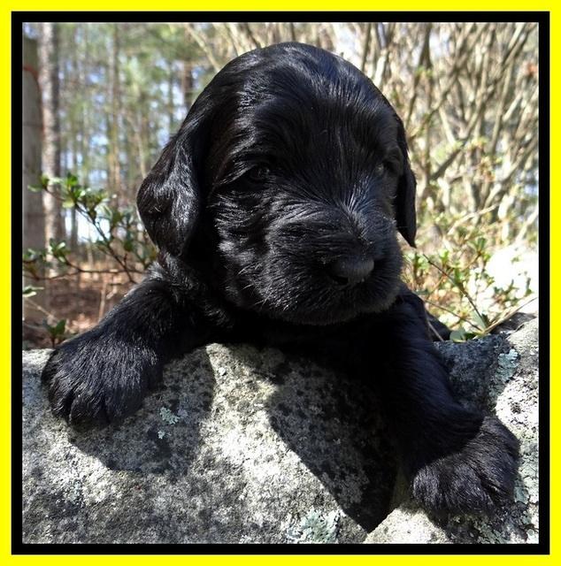 BR pups 3 wks old 141