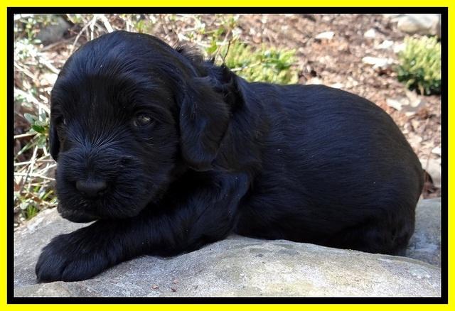 BR pups 3 wks old 171