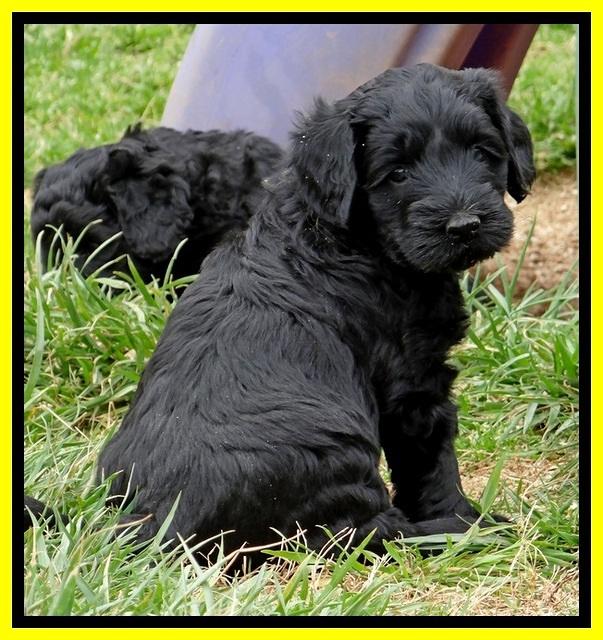 BR pups 5 wks old 10