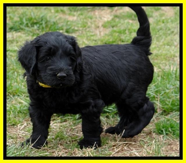 BR pups 5 wks old 20