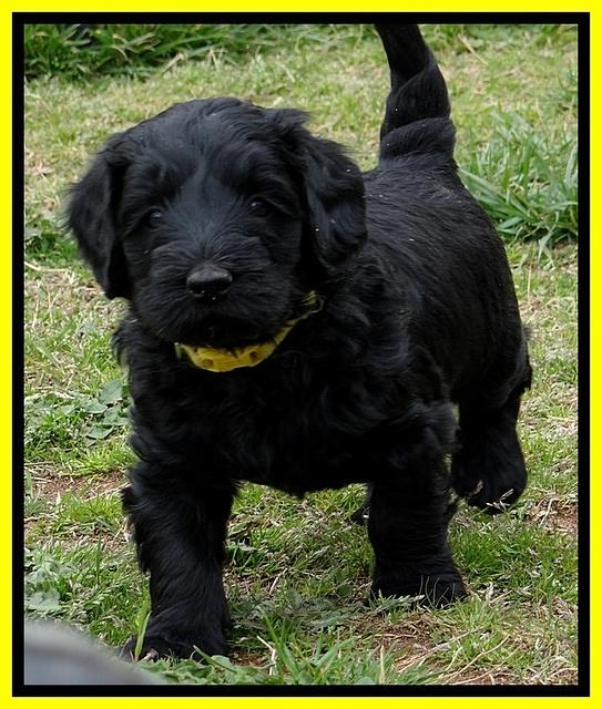 BR pups 5 wks old 30