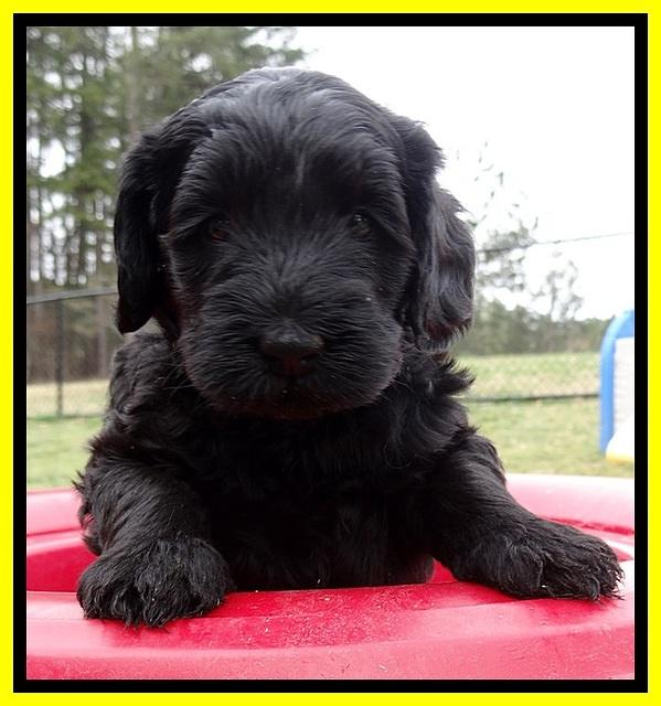 BR pups 5 wks old 80