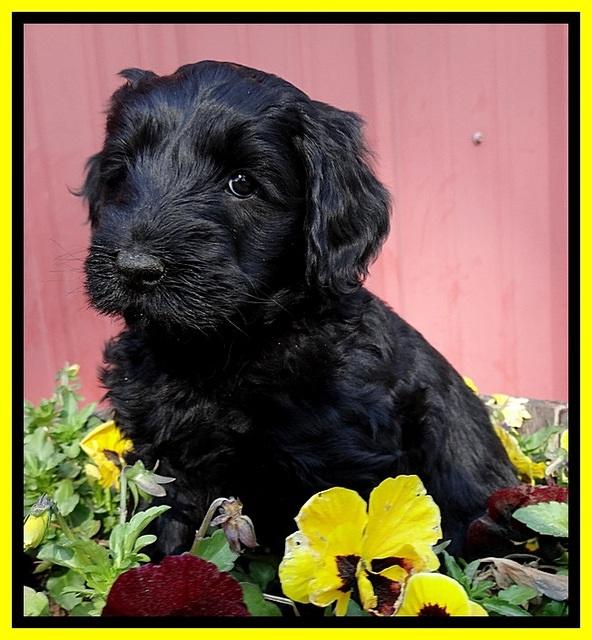 BR pups 6 wks old 20 (2)