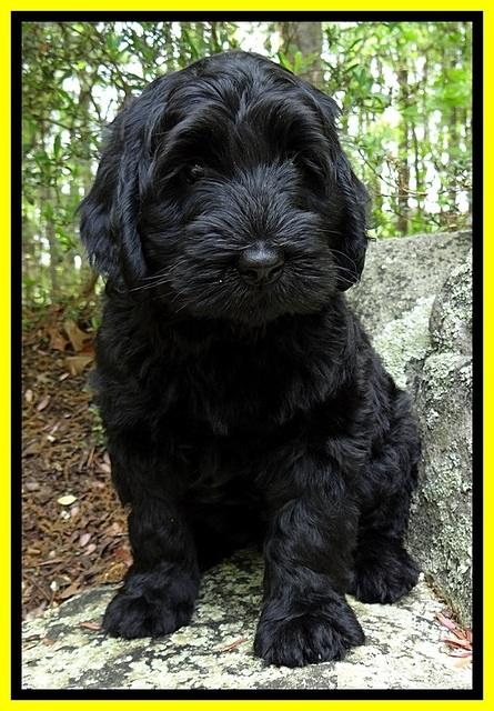 BS  pups 8 wks old 12