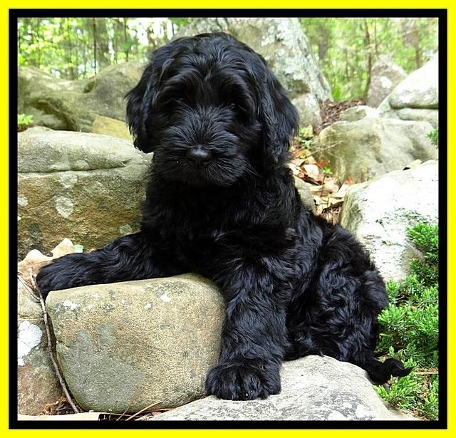 BS  pups 8 wks old 22