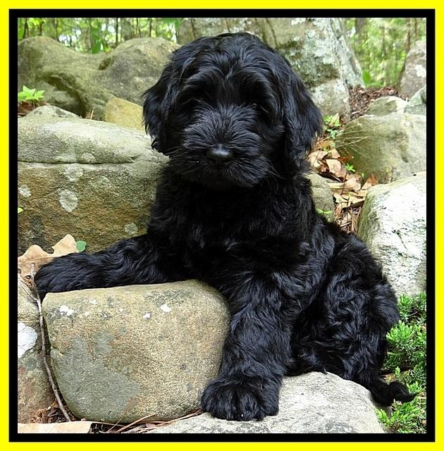 BS  pups 8 wks old 42