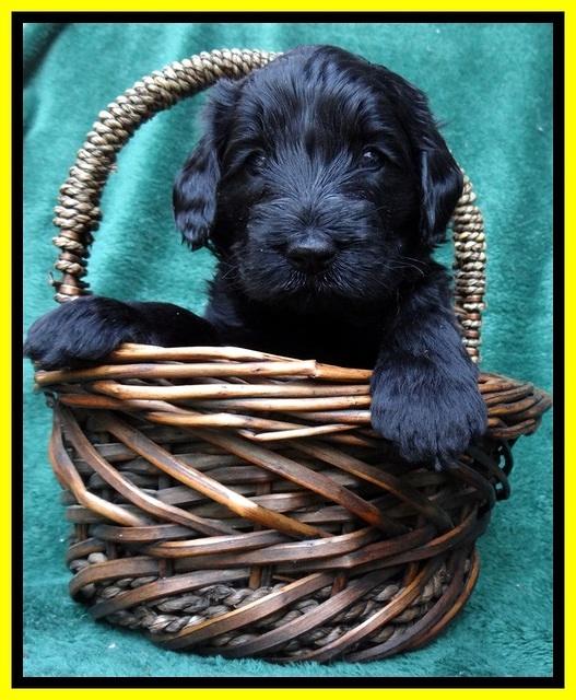 BS 4 pups weeks old 250