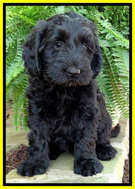 BS pups 7 wks old 191