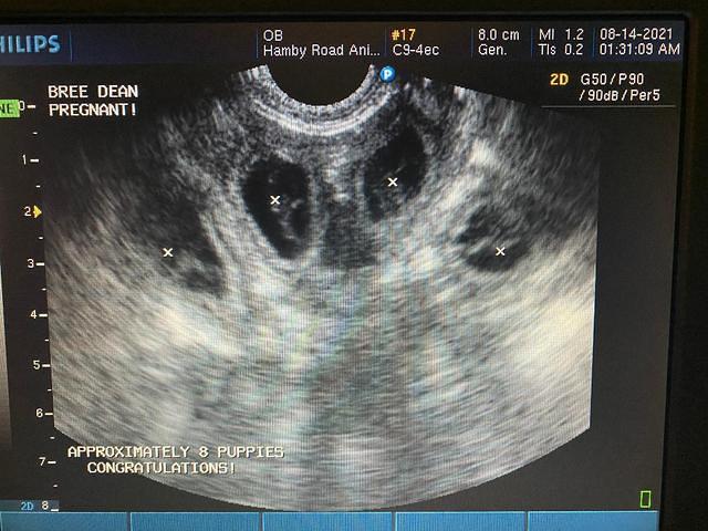 Bree Patrick ultrasound