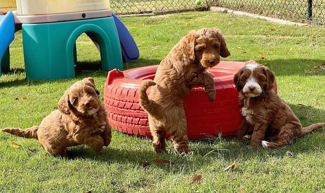 Bree Patrick pups 7 wks old 11