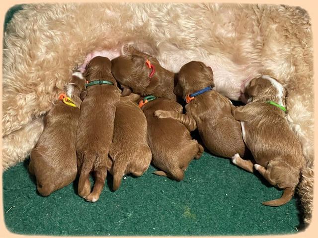 Bree Patrick pups1 week old b 251