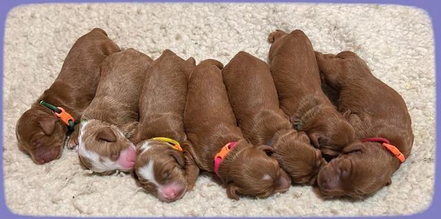 Bree Patrick pups1 week old b 271