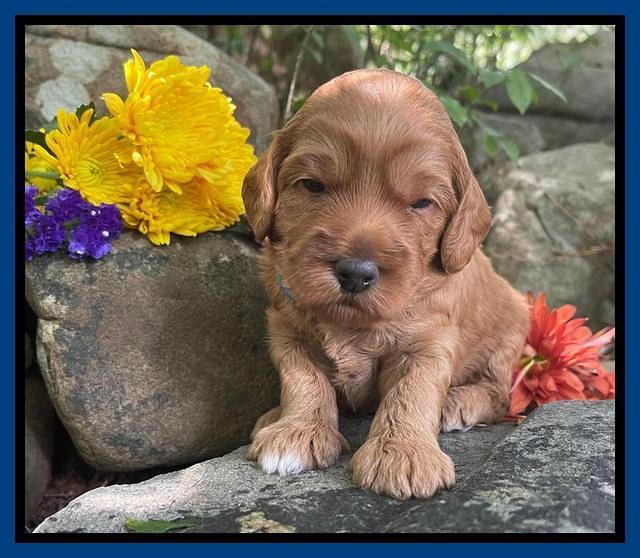 Bree Patrick pups 3 wks old 31