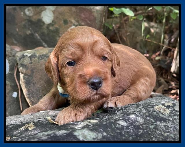 Bree Patrick pups 3 wks old 41