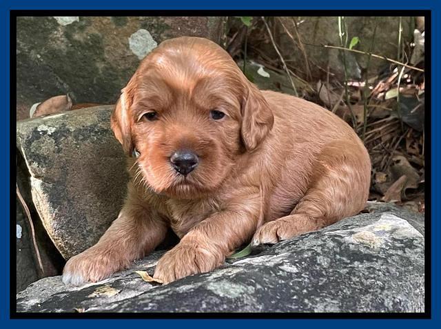 Bree Patrick pups 3 wks old 51