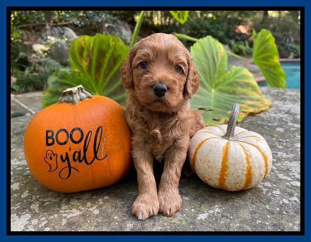 Bree Patrick pups 4 wks old 31