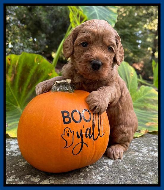 Bree Patrick pups 4 wks old 51