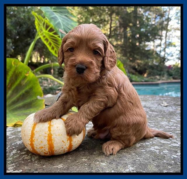 Bree Patrick pups 4 wks old 61