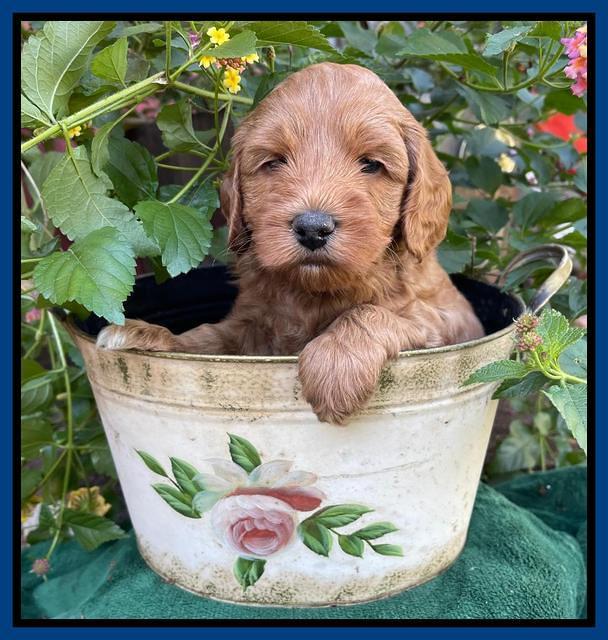 Bree Patrick pups 5 wks old 31