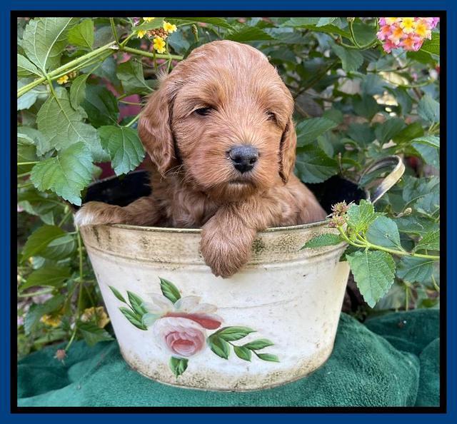 Bree Patrick pups 5 wks old 51