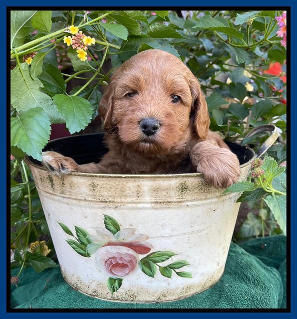 Bree Patrick pups 5 wks old 61