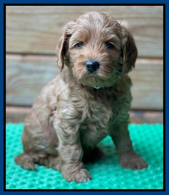 Bree Patrick pups 6 wks old 31