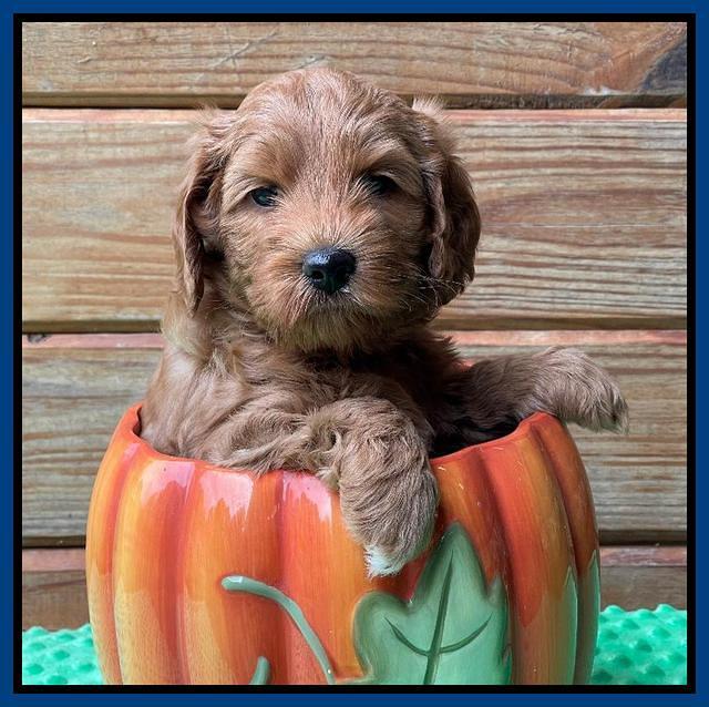 Bree Patrick pups 6 wks old 51