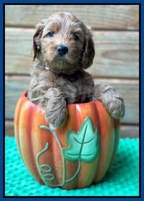 Bree Patrick pups 6 wks old 81