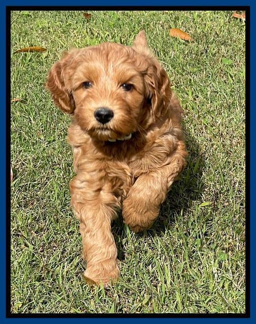 Bree Patrick pups 7 wks old 71