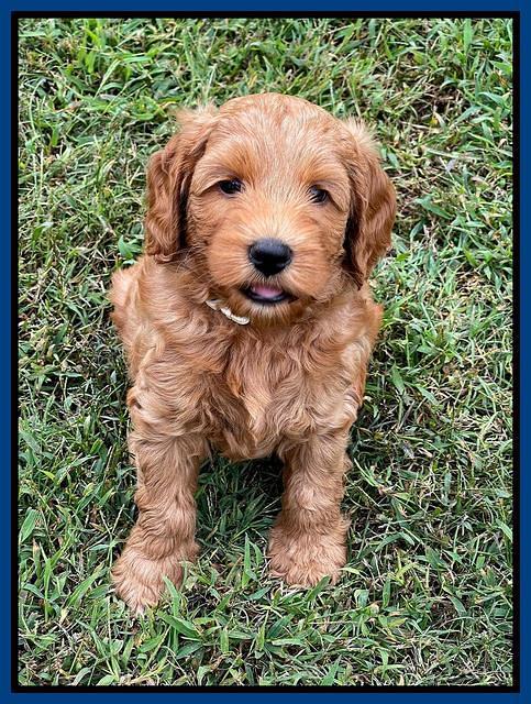 Bree Patrick pups 7 wks old 81