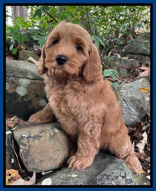 Bree Patrick pups 8 wks old 11152111