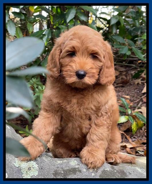 Bree Patrick pups 8 wks old 9152111