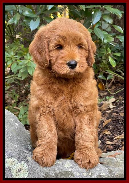 Bree Patrick 8 wks old 101