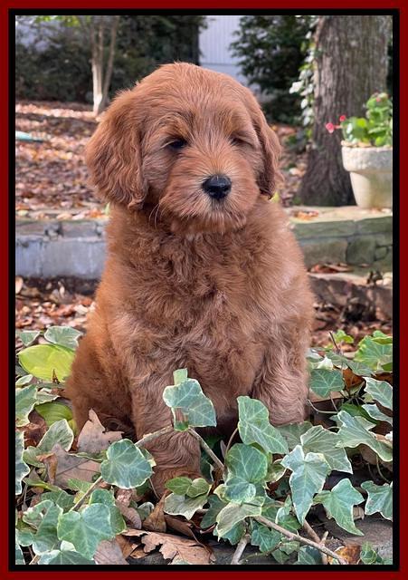 Bree Patrick 8 wks old 71