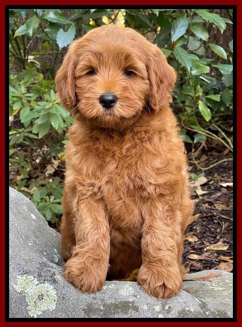 Bree Patrick 8 wks old 81