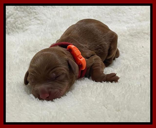 Bree Patrick Newborn 31