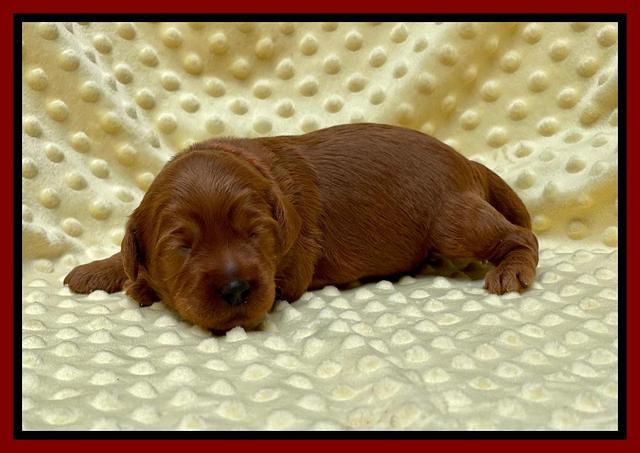 Bree Patrick pups 2 wks old 41