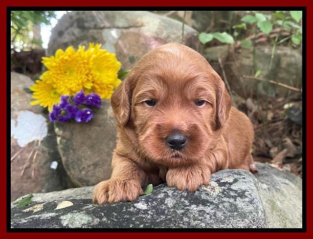 Bree Patrick pups 3 wks old 101