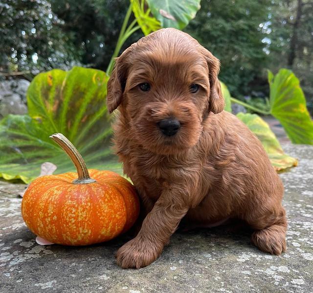 Bree Patrick pups 4 wks old 111