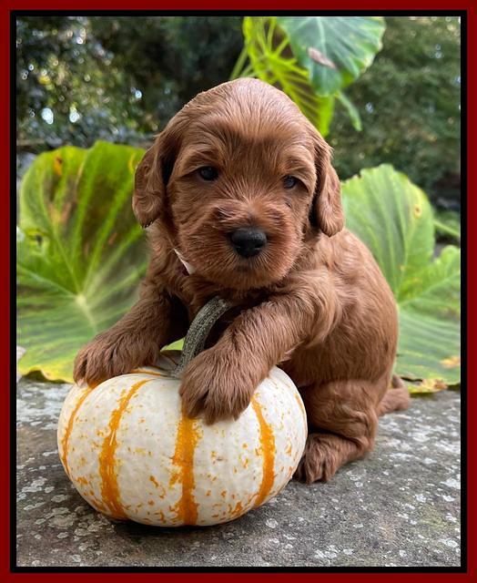 Bree Patrick pups 4 wks old 121