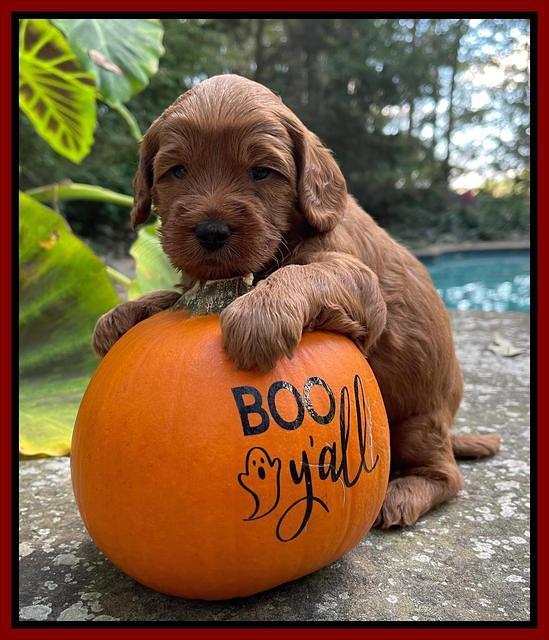 Bree Patrick pups 4 wks old 71