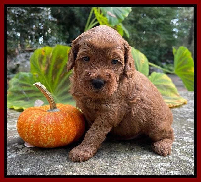 Bree Patrick pups 4 wks old 91
