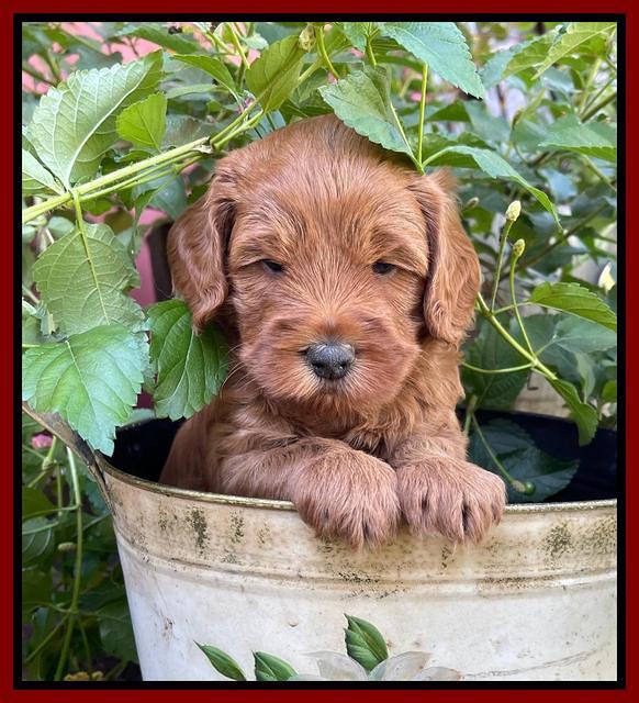 Bree Patrick pups 5 wks old 101