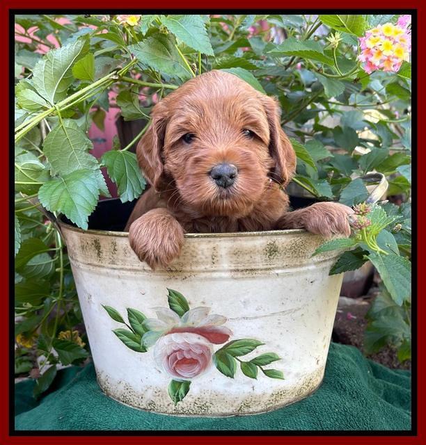 Bree Patrick pups 5 wks old 11