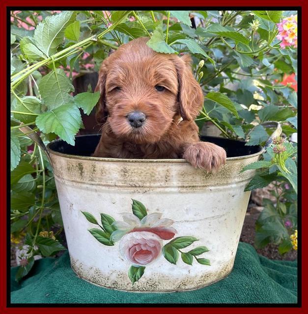 Bree Patrick pups 5 wks old 111