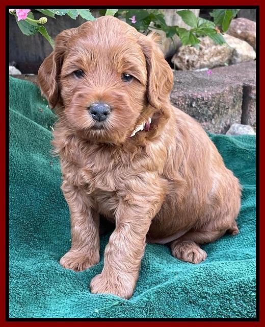 Bree Patrick pups 5 wks old 91