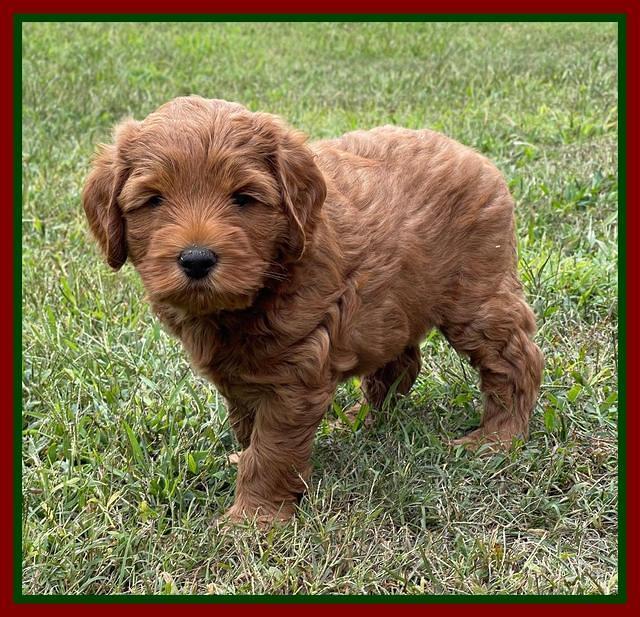 Bree Patrick pups 7 wks old 101
