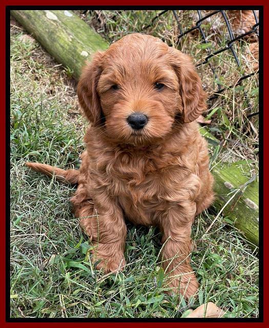 Bree Patrick pups 7 wks old 121