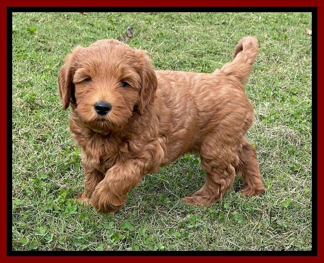 Bree Patrick pups 7 wks old 131