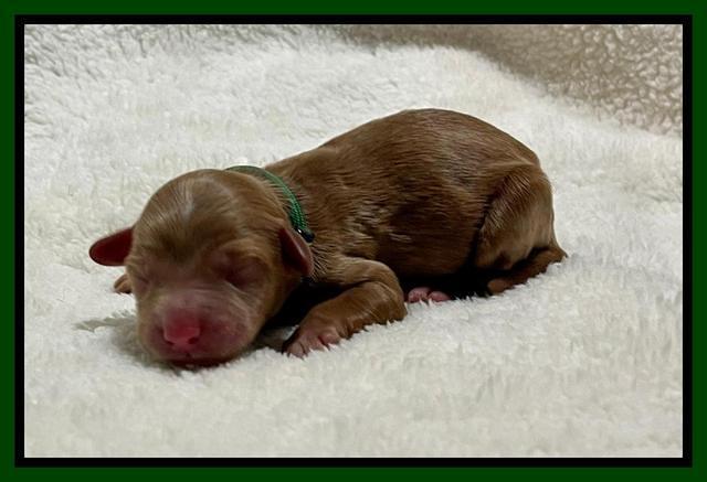 Bree Patrick Newborn 81